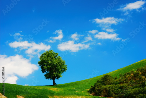Bright summer landscape with green field and blue sky