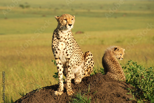 leopardo nel National Park Masai Mara