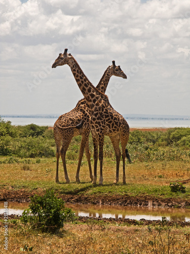 Fototapeta Naklejka Na Ścianę i Meble -  Giraffe in amore