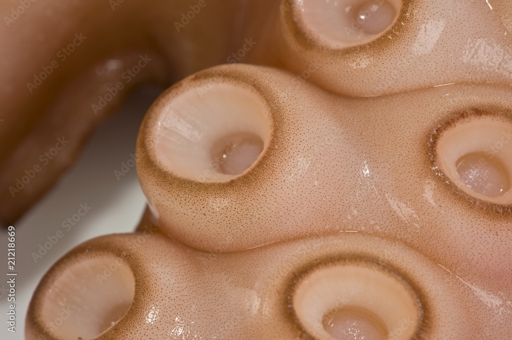 Fototapeta premium Octopus