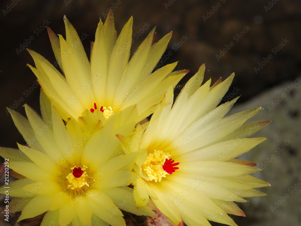 Obraz premium Cacti bright yellow flowers