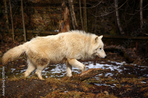 Arctic wolf running