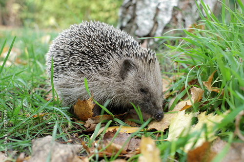 hérisson piquant pique jardin famillier boule microbe