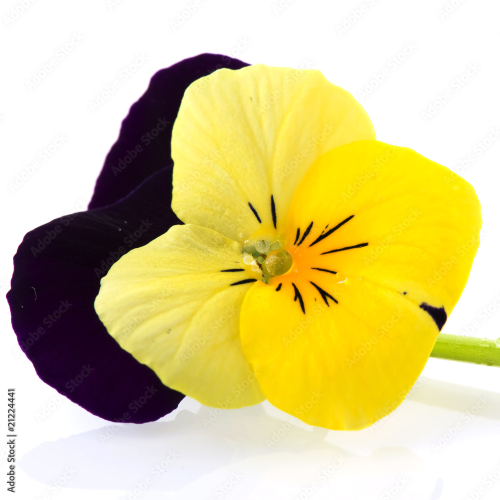 Purple and yellow Pansy