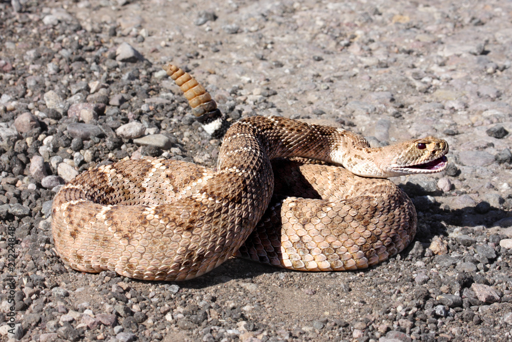 Fototapeta premium Western Diamondback Rattlesnake (Crotalus atrox)
