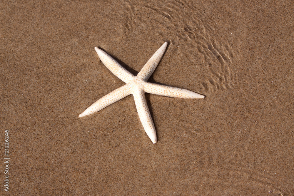 Starfish or seastar on sandy beach Starfish or seastar on sandy beach