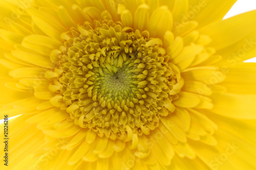 Center of pink sunflower