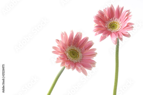 Pair of pink sunflower