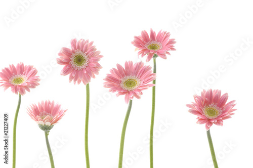 SET OF bright Pink sunflower