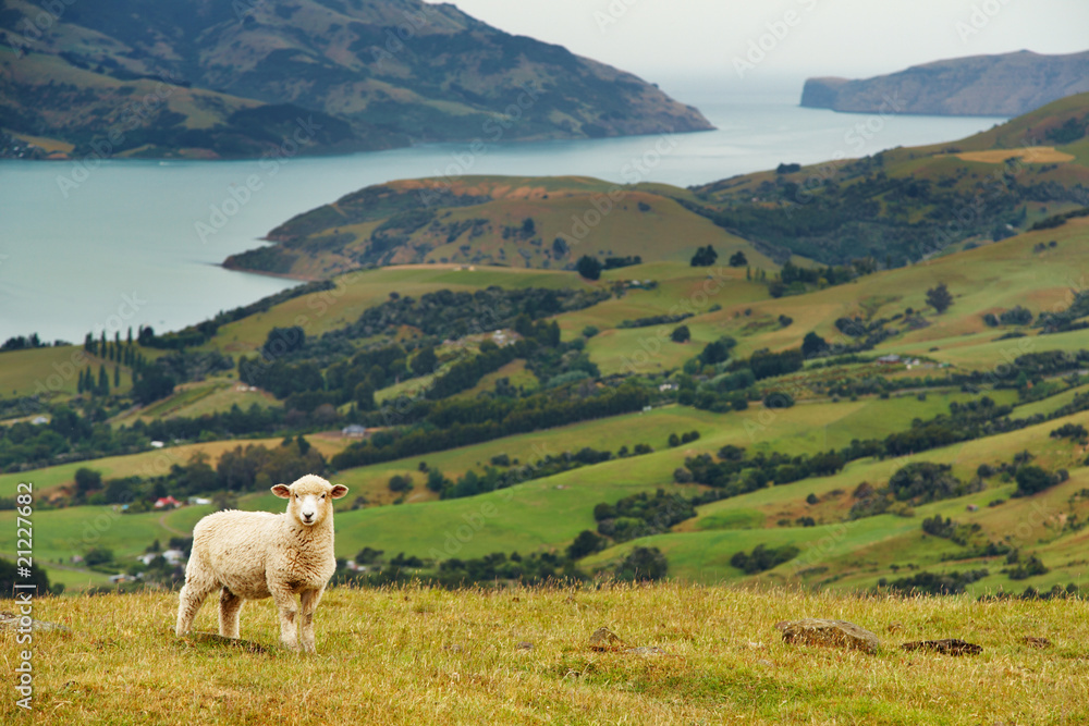 Obraz premium New Zealand landscape, Banks Peninsula