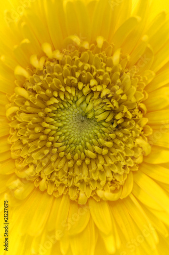 Detail of yellow sunflower