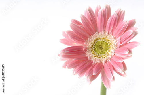 Isolated pink sunflower macro