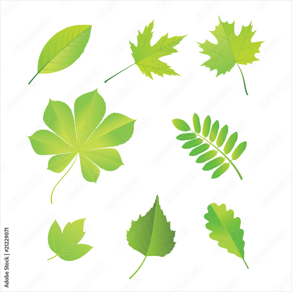 Leaves Leaves