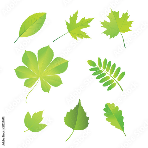 Leaves
