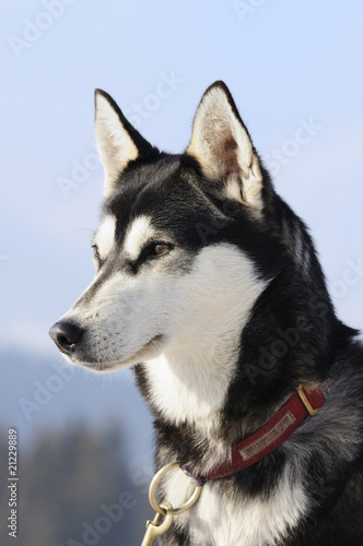 chien nordique © beatrice prève