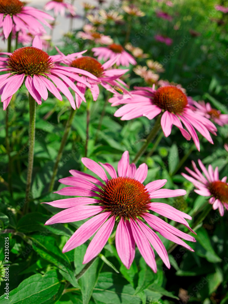 flowers in green field