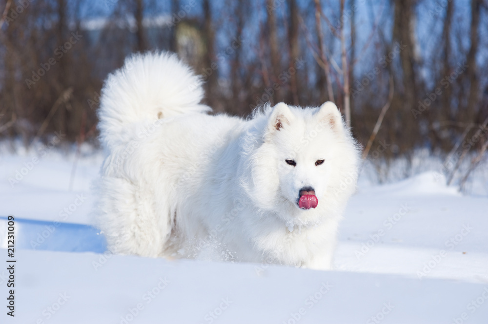 Licking samoyed dog on the snow