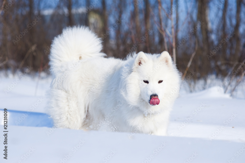 Licking samoyed dog on the snow Licking samoyed dog on the snow