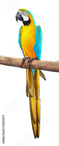 Bright Blue and Yellow macaw isolated