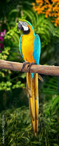 Macaw in jungle setting