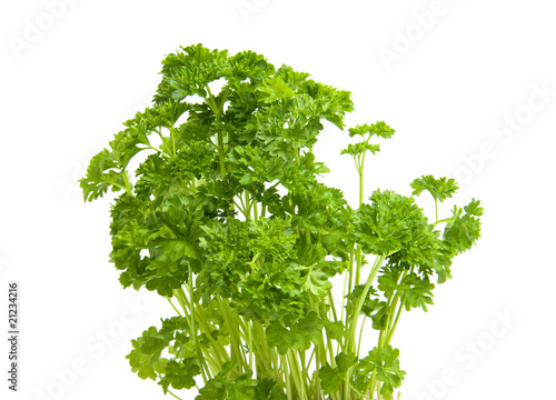 plant of fresh parsley over white background