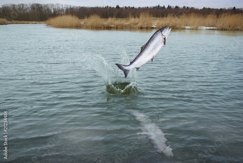 jumping out from water  salmo
