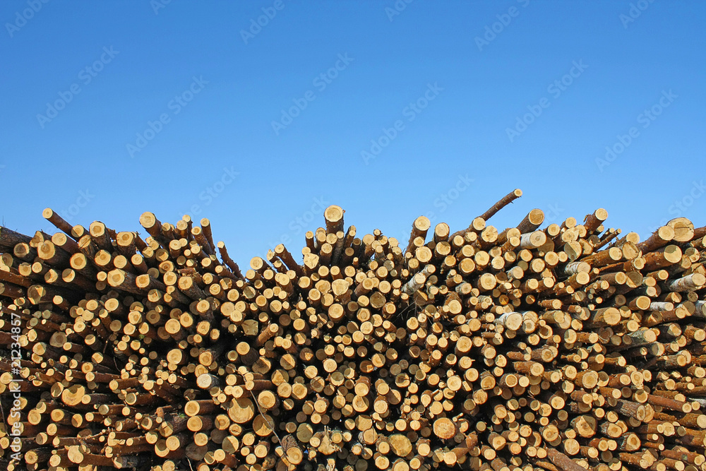 The cut wood against the blue sky