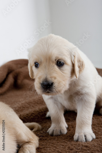 Fototapeta Naklejka Na Ścianę i Meble -  puppy of golden retriever