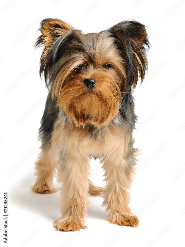 Yorkshire terrier