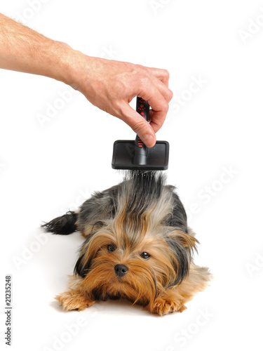 Yorkshire terrier photo