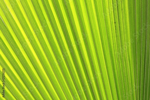 seychelles foglie verdi