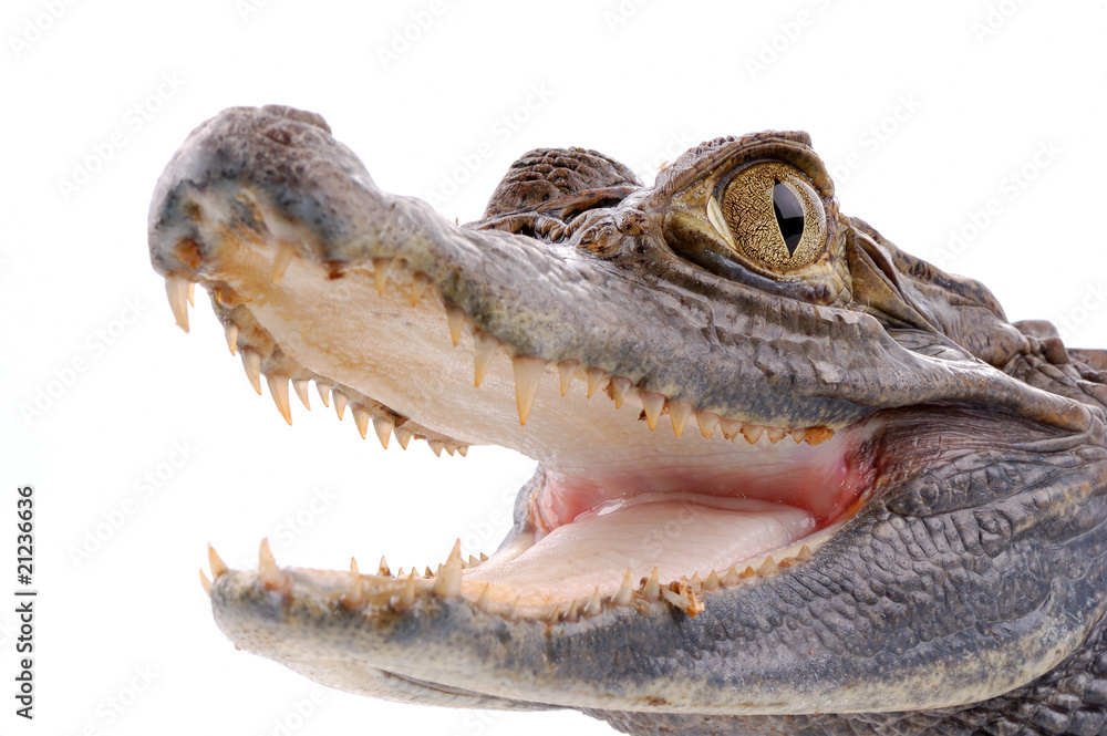 Fototapeta premium closeup alligator isolated on the white background