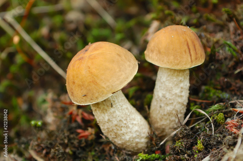 mushrooms in the forest