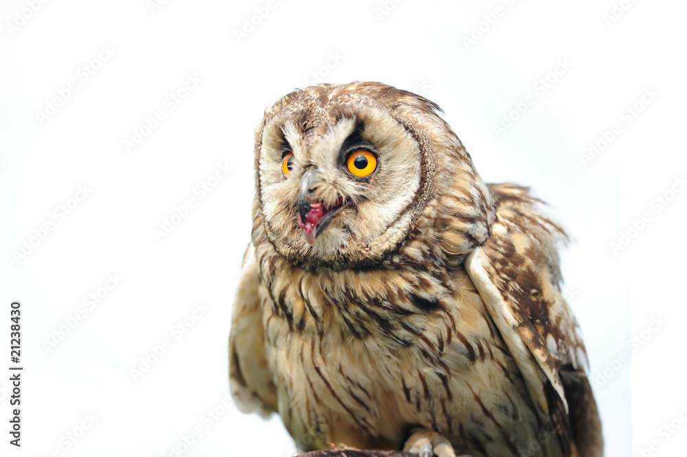 Naklejka premium Raubvogel 15.1