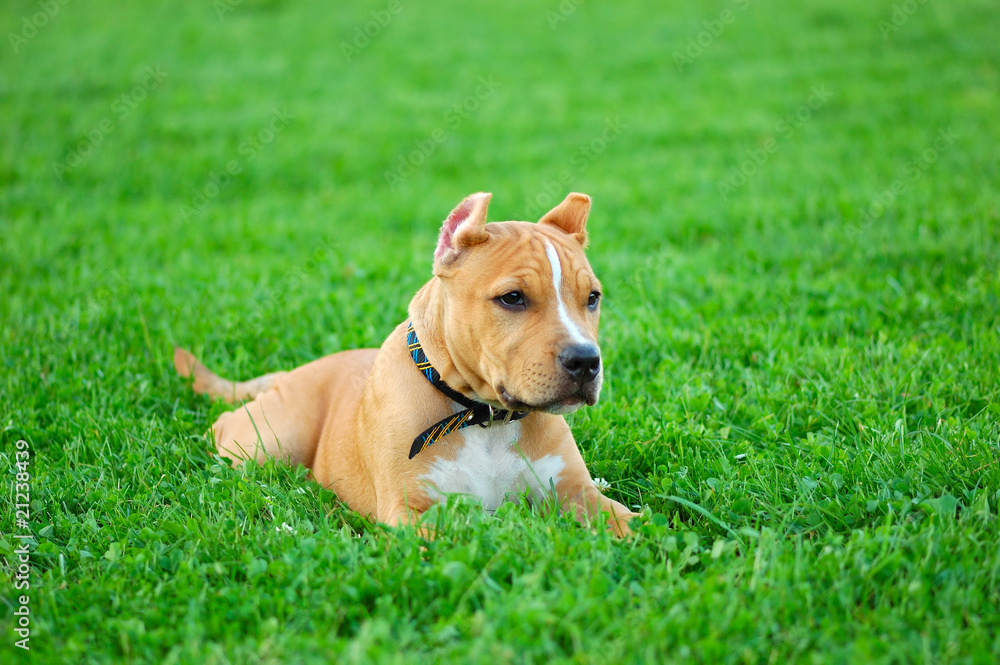 pit bull terrier puppy