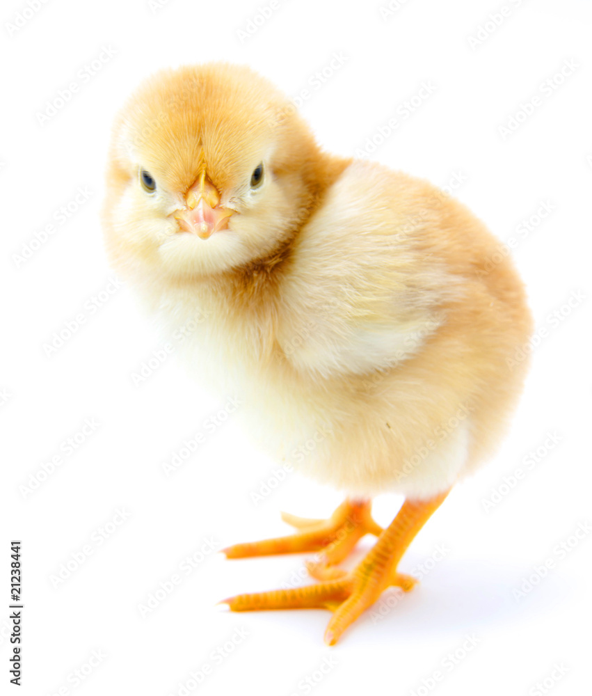 Obraz premium chicken on white