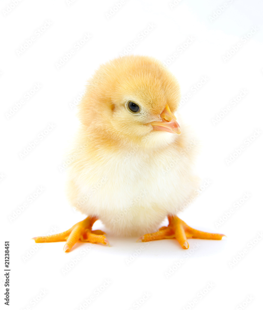 Obraz premium chicken