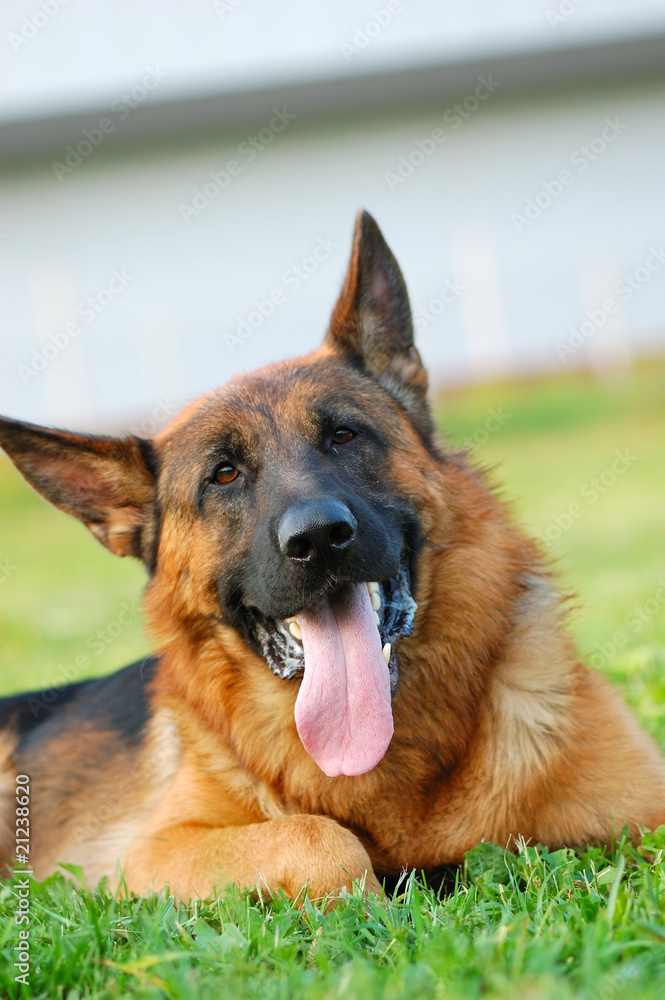 German Shepherd dog on the grass