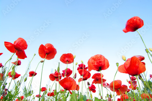 Bright red poppies