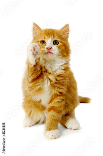 Kitten