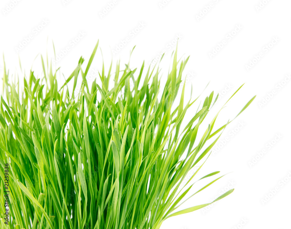 Obraz premium green grass isolated on white