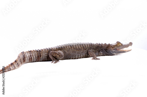closeup alligator isolated on the white background