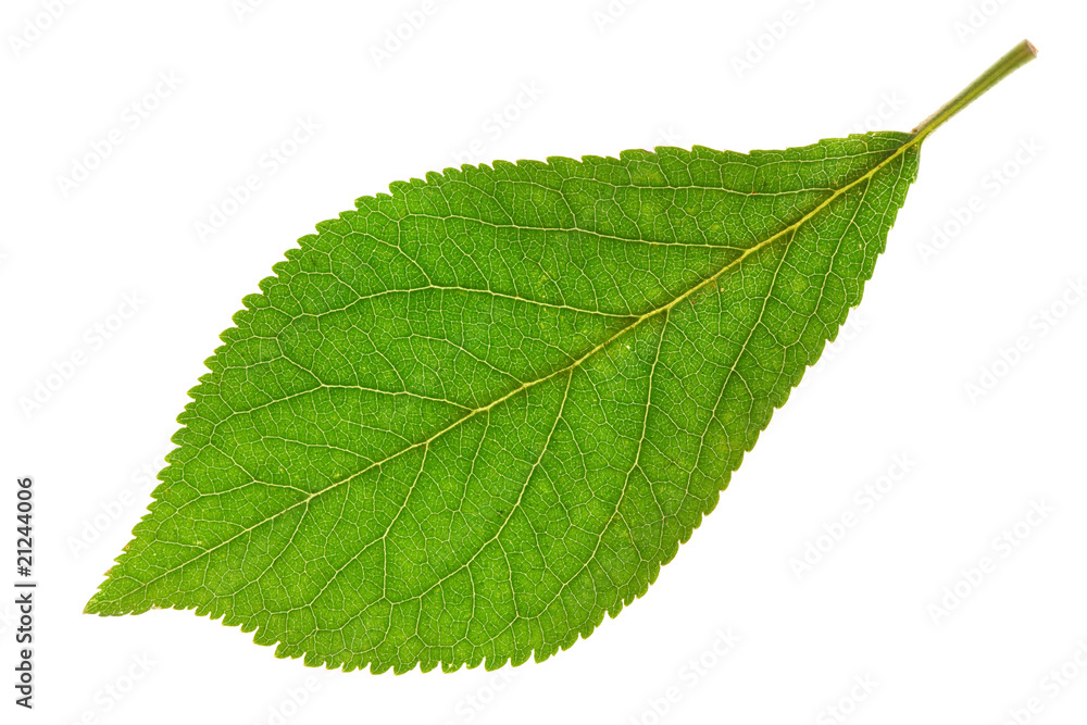 Obraz premium Plum leaf isolated