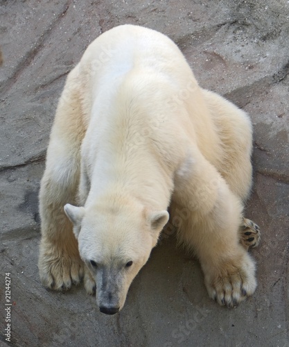 Polar bear