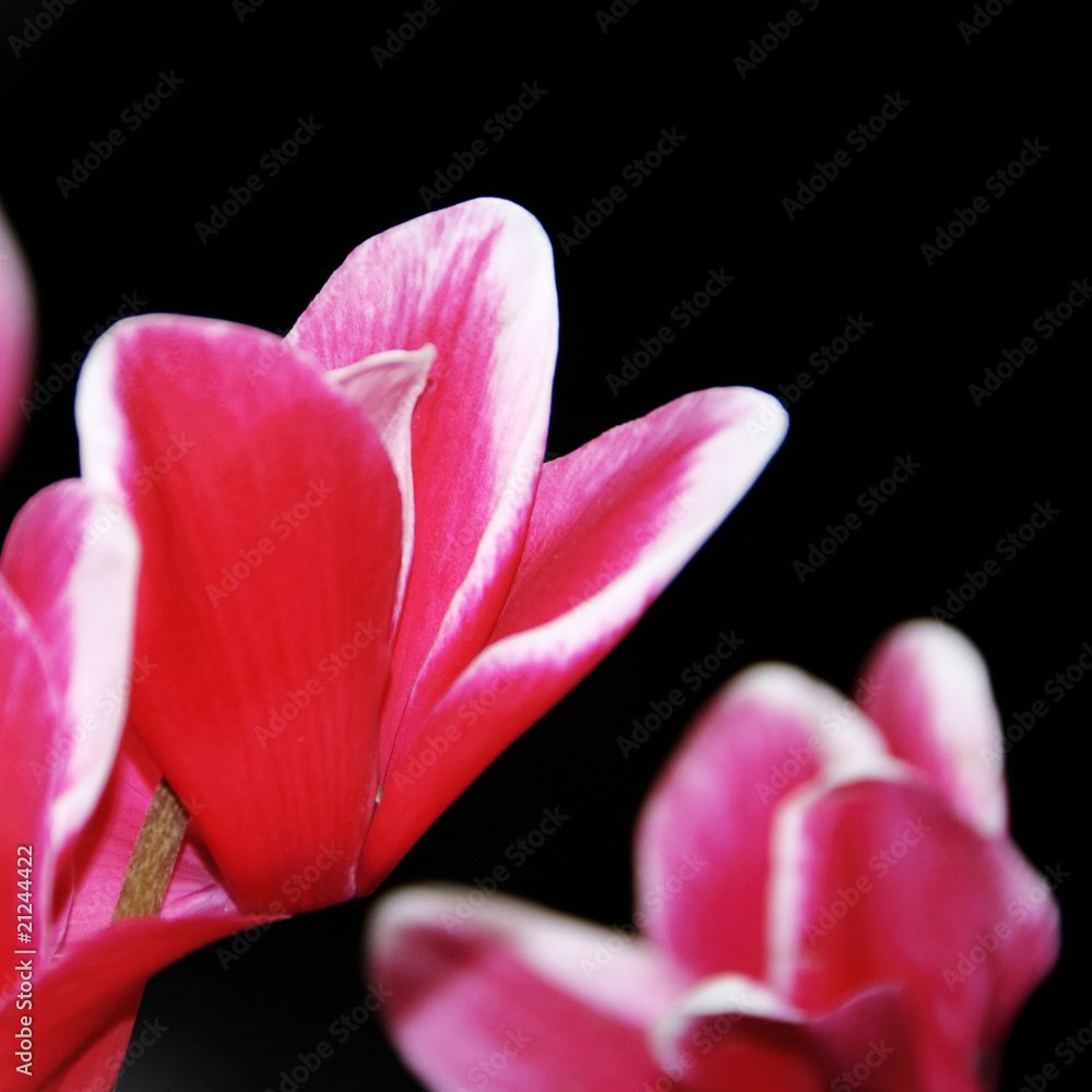 flower flower