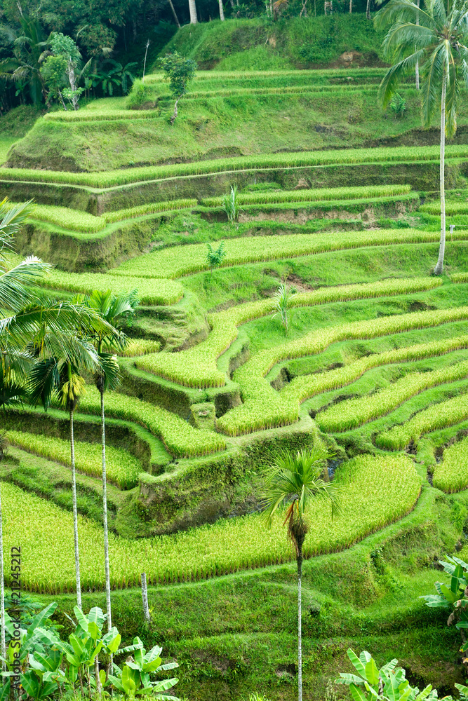 Amazing Rice Terrace field, Ubud, Bali,  Indonesia.