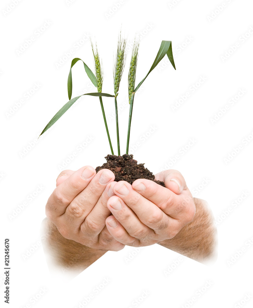 Farmer presenting wheat as a gift of agriculture Farmer presenting wheat as a gift of agriculture