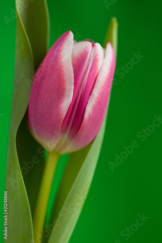 Fototapeta Naklejka Na Ścianę i Meble -  Tulpe