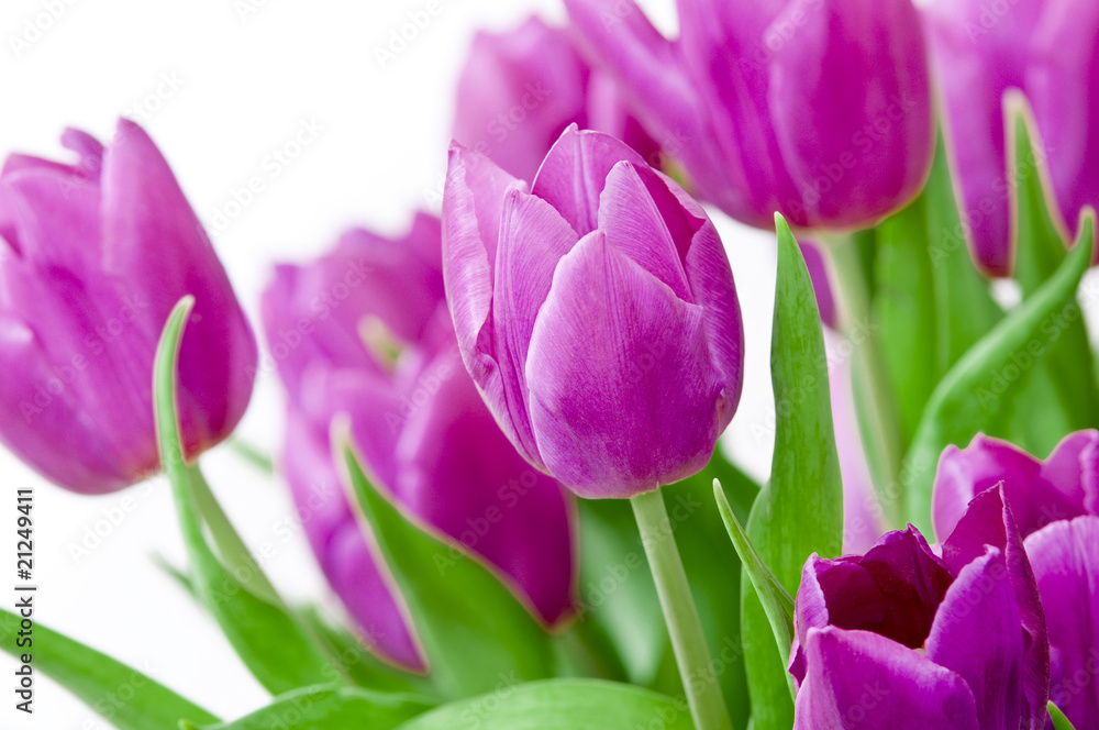 Obraz premium Tulpenstrauss pink