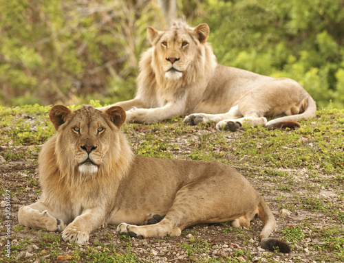 Fototapeta Naklejka Na Ścianę i Meble -  Two Lions - Selective Focus